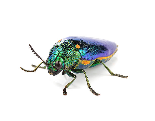 istock metallic wood-boring beetle  isolated on white background. 505798588