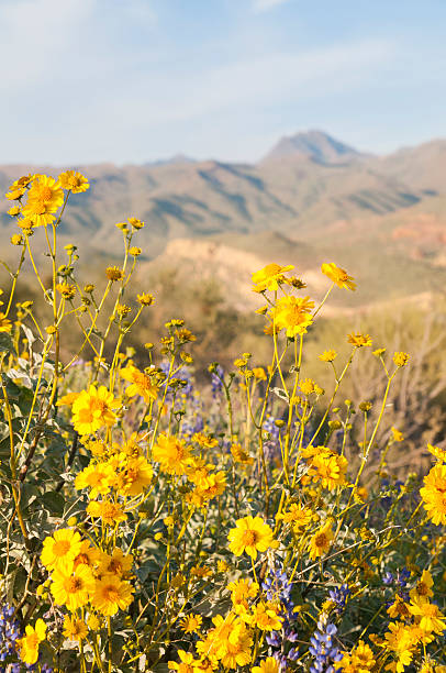 istock Yellow flowers in the desert 505798608
