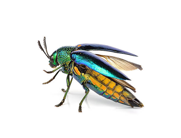 istock metallic wood-boring beetle  isolated on white background. 505798640