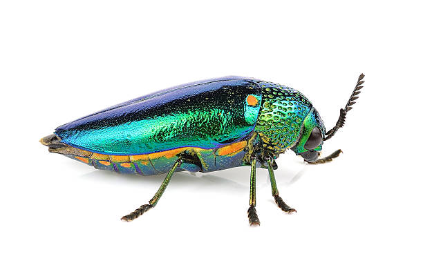 istock metallic wood-boring beetle  isolated on white background. 505798760