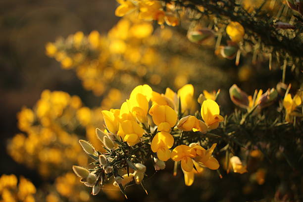 Close-up of gorse flowers backlit against the setting sun captured on RSPB Snape Warren nature reserve, Suffolk, England on a winter's day.