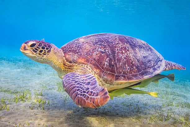 istock Green sea turtle on Red Sea / Marsa Alam / Egypt 505801000
