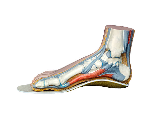 de pie - insoles orthotic human foot podiatry fotografías e imágenes de stock