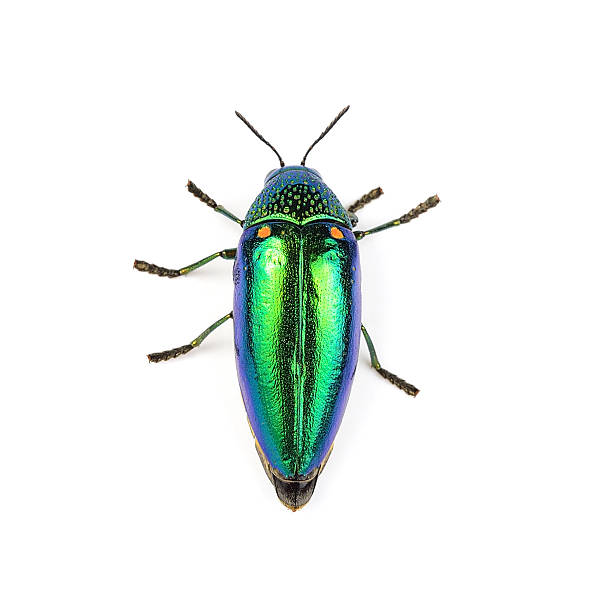 istock metallic wood-boring beetle  isolated on white background. 505802702