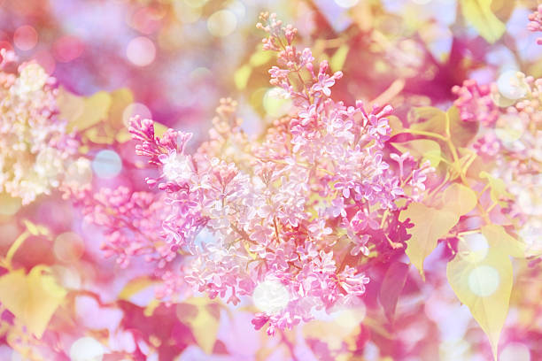 istock Spring background with pink flowers of lilac 505804802