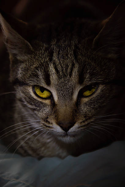 istock cat with beautiful yellow eyes 505805882