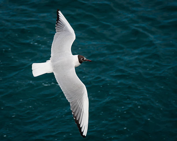 Seagull flying free stock photo