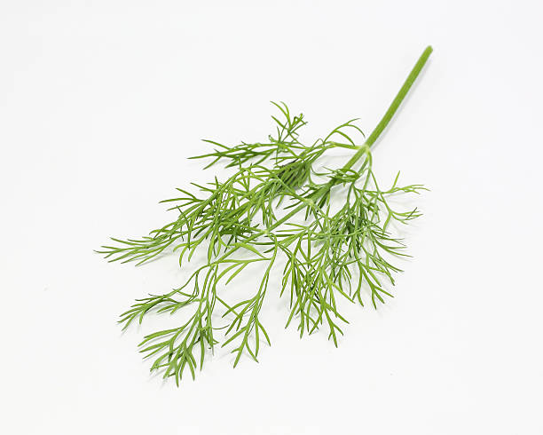 istock Dill Anethum graveolens herb 505818872