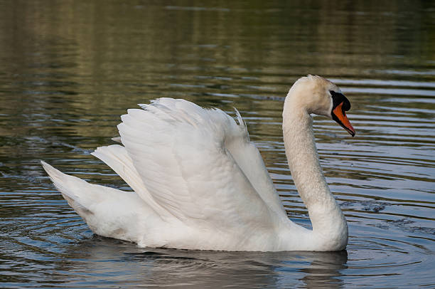istock White swan swimming on a river 505822284