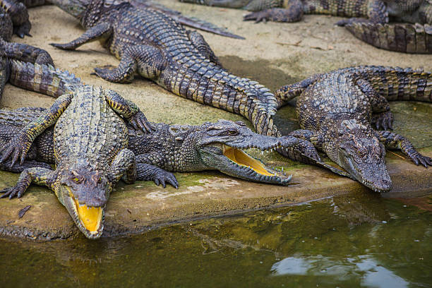 istock water bodies on the Crocodile Farm in Dalat. 505822856