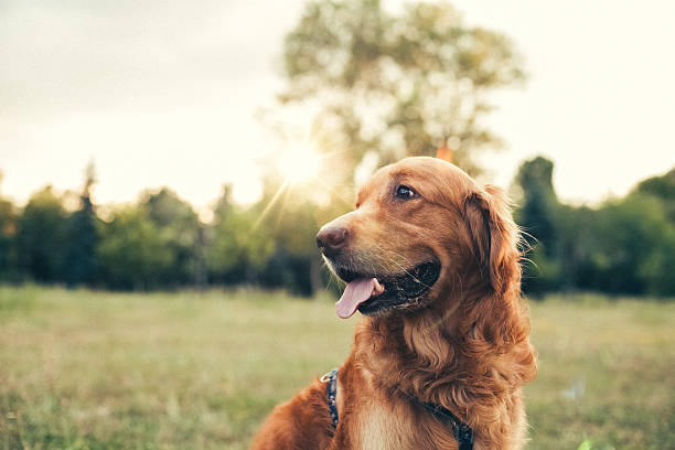 perro en el parque de la ciudad - golden retriever fotografías e imágenes de stock