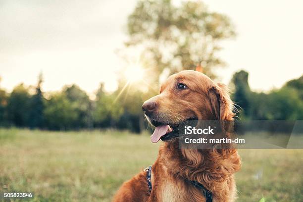 Dog In The City Park Stock Photo - Download Image Now - Dog, Outdoors, Golden Retriever