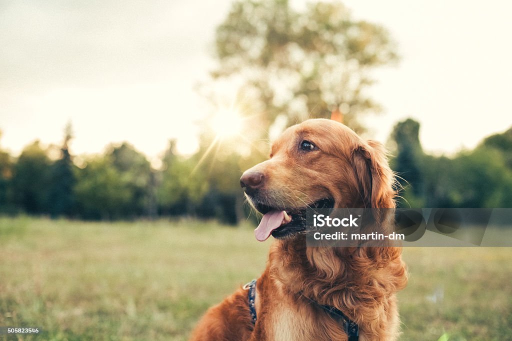 Cachorro no parque da cidade - Foto de stock de Cão royalty-free