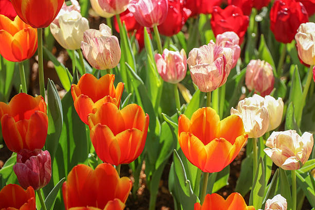 istock Tulip flowers field 505823772
