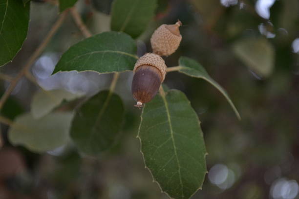 acorns on the branch, Alicante, Spain, january 2016