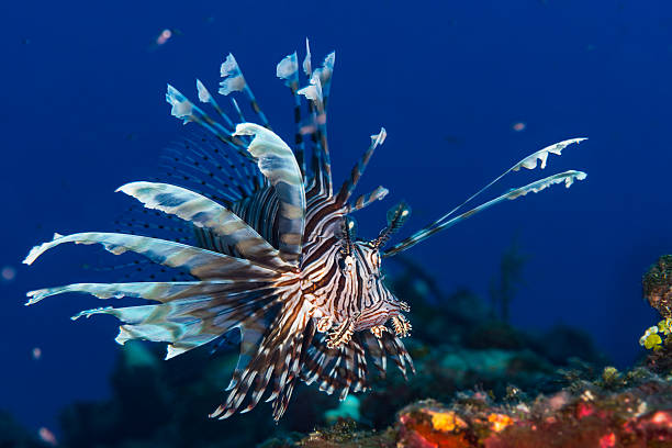 istock Lionfish in the Bahamas 505824776