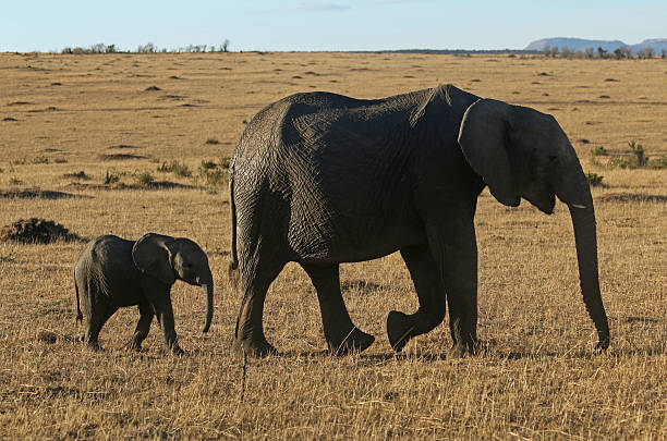 istock Elephant Mother and Baby Walking 505824862