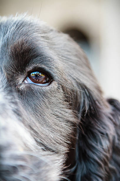 istock Dog eye looking at you 505825060