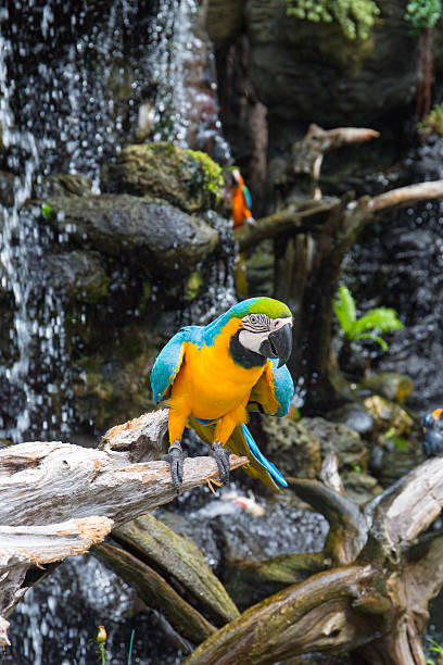 istock yellow and blue macaw standing on log 505825172