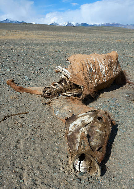 istock The corpse of a horse 505826792