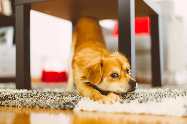 Small dog laying on carpet stock photo