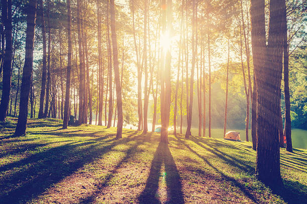istock larch forest with sunlight and shadows at sunrise 505827932