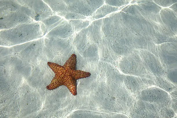 Starfish on the bottom of the Caribbean Sea