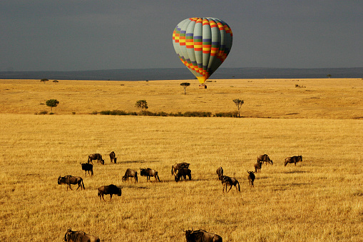 A hot air balloon soars over a herd of wildebeest over Kenya's Masai Mara.