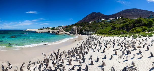 Boulders beach in Simons Town, Cape Town, South Africa. Beautiful penguins.  