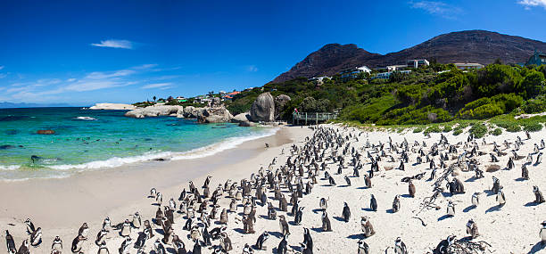 Boulders beach Cape Town penguin farm south africa Boulders beach in Simons Town, Cape Town, South Africa. Beautiful penguins.   boulder beach western cape province photos stock pictures, royalty-free photos & images