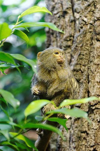 Pygmy marmoset Pygmy marmoset (Cebuella pygmaea) is a small New World monkey native to rainforests of the western Amazon Basin in South America. pygmy marmoset stock pictures, royalty-free photos & images