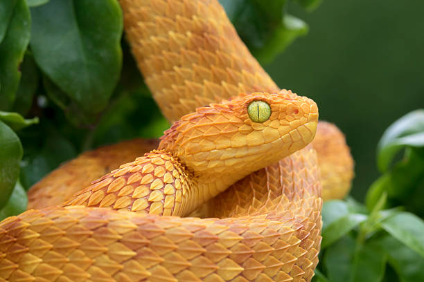 istock Colorful Venomous Snake - Bush Viper 505830858
