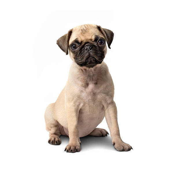 istock pug puppy dog 505837573