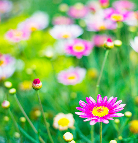 istock Beautiful daisy flowers in the green grass 505837785