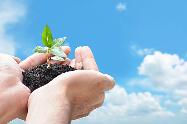 istock Hand holding green seedling with soil 505838305