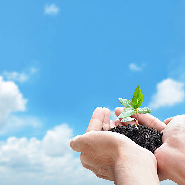 istock Hand holding green seedling with soil 505839087