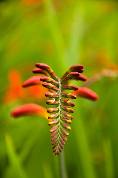 Crocosmia Close up