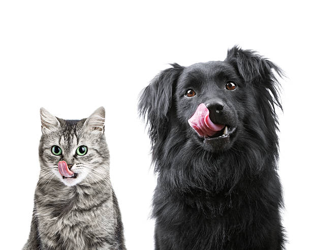Hungry cat and dog Portrait of hungry dog and cat licking it's face isolated on white animal tongue stock pictures, royalty-free photos & images