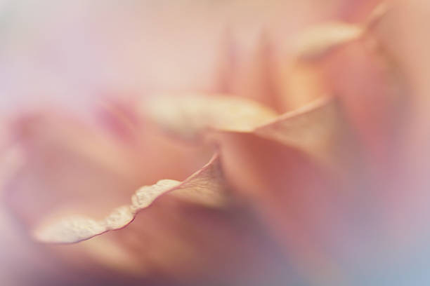 istock Artistic macro composition blur chrysanthemum flower 505840033
