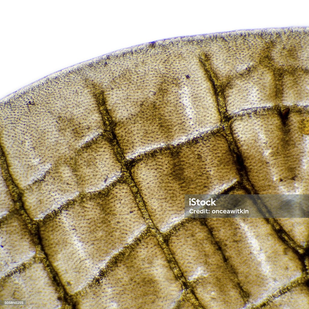 Wing of a moth under microscope wing of a moth under a microscope at 400x magnification Animal Body Part Stock Photo Wing of a moth under microscope wing of a moth under a microscope at 400x magnification Animal Body Part Stock Photo