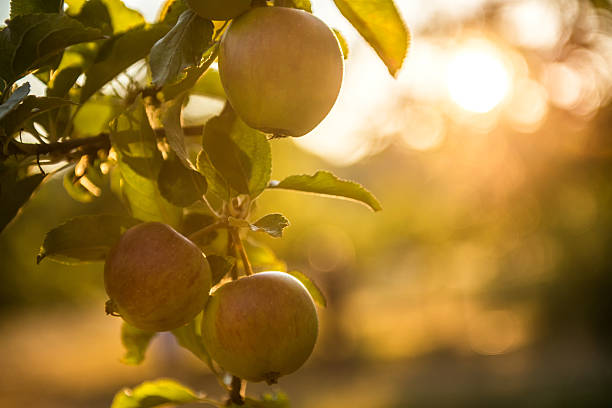pommes dans un verger prêt pour la récolte - three objects flash photos et images de collection