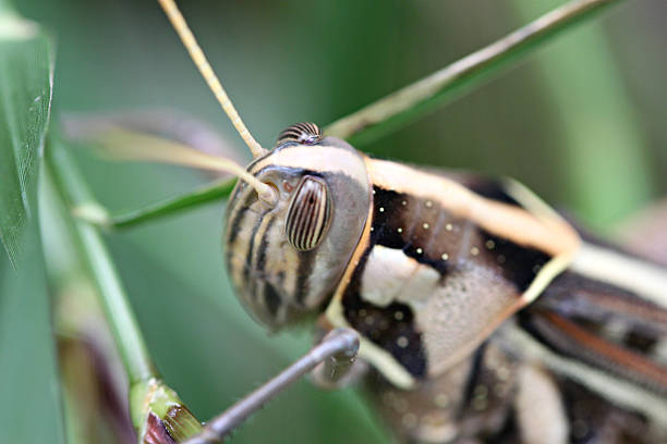 istock Macro of brown grasshopper perched on leaf. 505840317