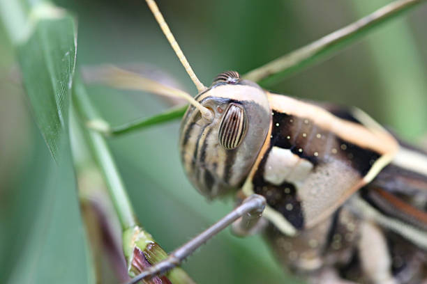istock Macro of brown grasshopper perched on leaf. 505840329