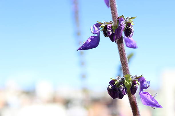 istock Peumus boldus in Detail 505840345