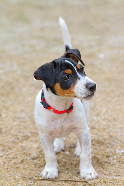 istock Jack-russell terrier puppy 505840487