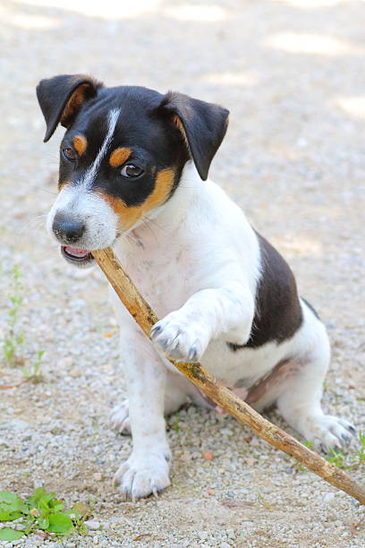 istock Jack russell puppy gnaws wooden stick 505840489