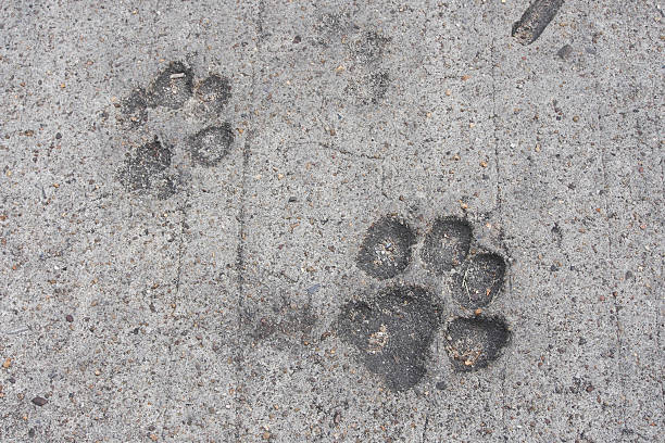 istock cat or dog footprint on dry cement 505840701