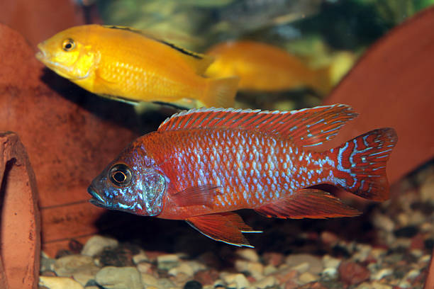 istock Aulonocara Red Rubin freshwater aquarium fish 505840707