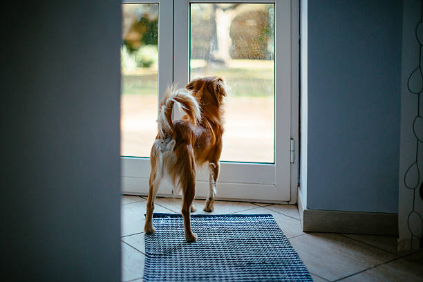 Small dog looking through window stock photo