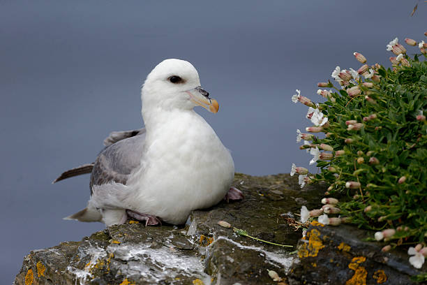 Fulmar, Fulmarus glacialis Fulmar, Fulmarus glacialis, single bird on cliff, Orkney, June 2014 fulmar stock pictures, royalty-free photos & images